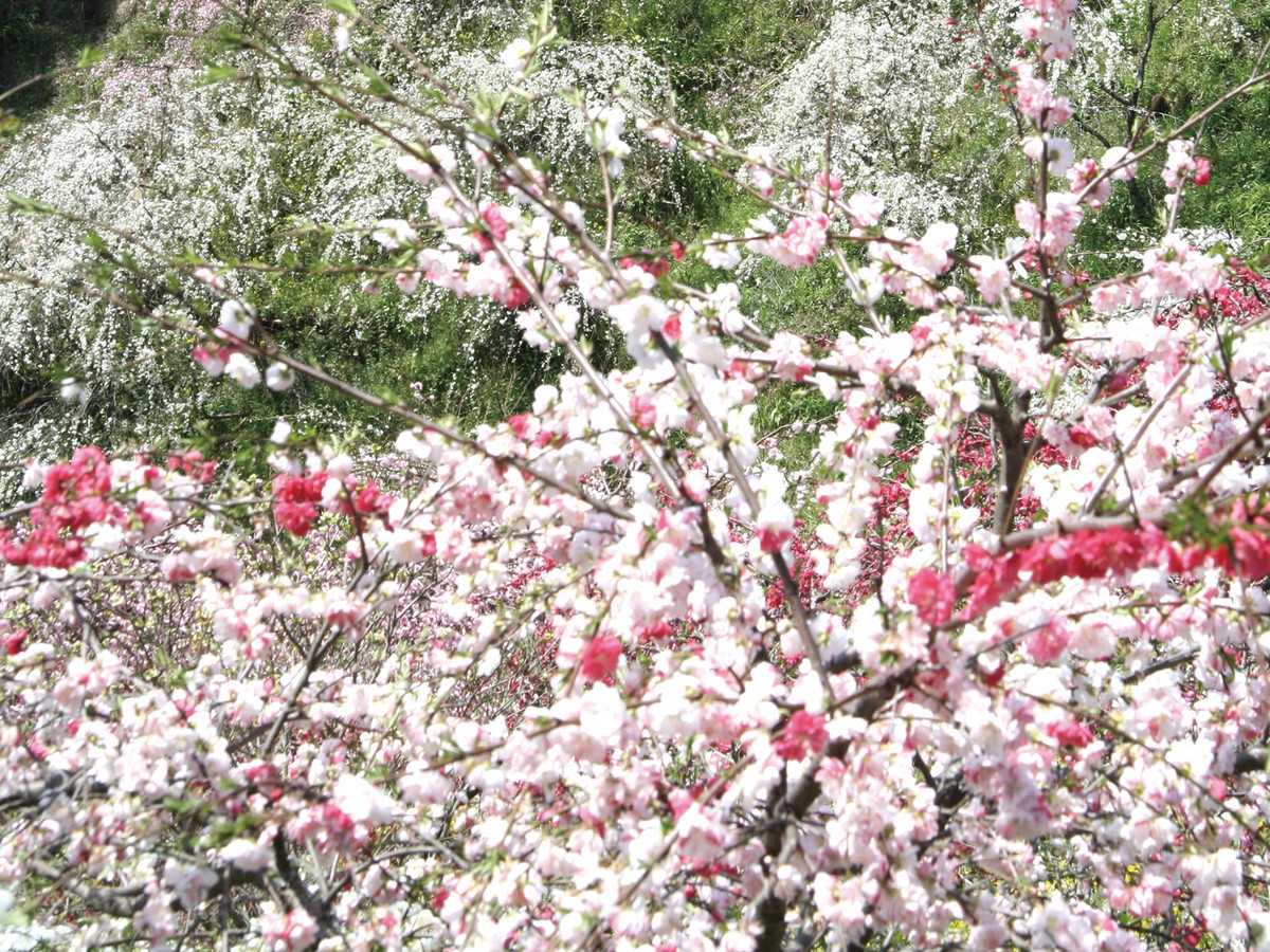 Kaminaka Weeping Peach Blossoms