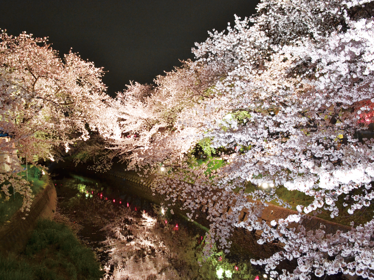 五条 川 桜 祭り
