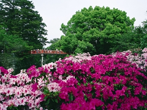 冈崎公园的杜鹃花