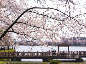 三崎水辺公園の桜
