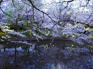 大池公園桜まつり