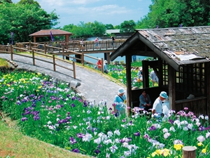 赤塚山公園　花しょうぶまつり